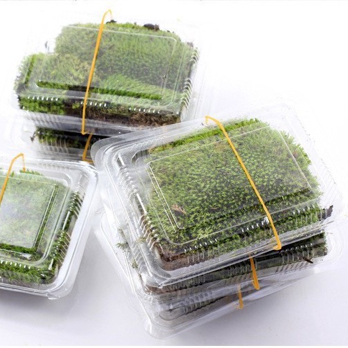 Fresh Moss Live Moss Micro Landscape Ecological Bottle Plant DIY Big Gray Moss White Hair Moss Bonsai