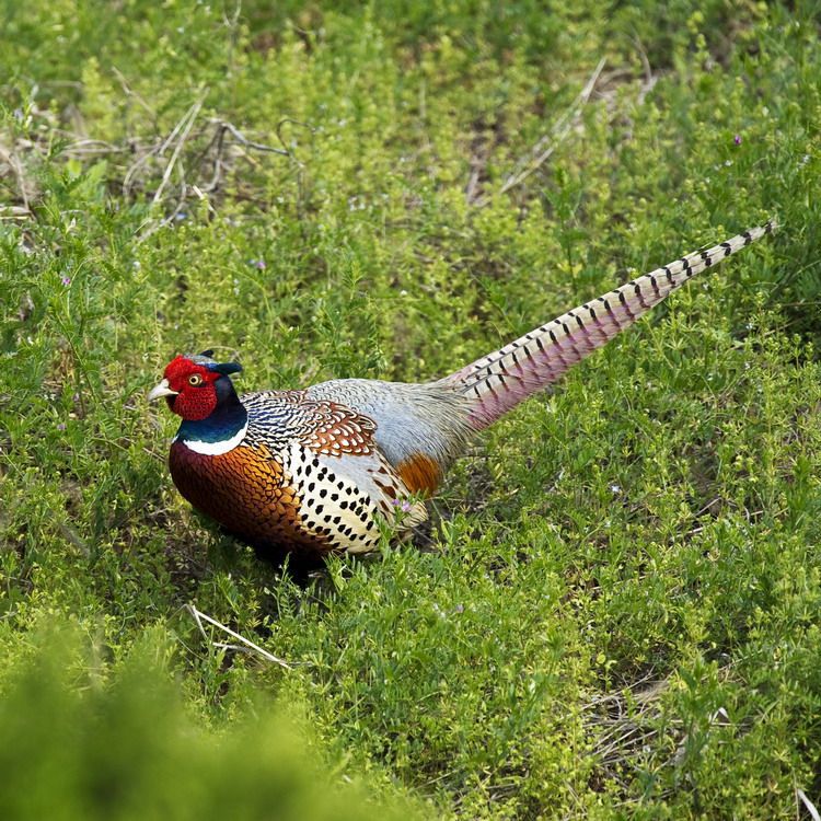 Bao Huo Daojia Colorful Pheasant Live Seedlings Out of the Shell, Live Farmyard Free-Range Pet Chickens, Live Guinea Fowl Seedlings