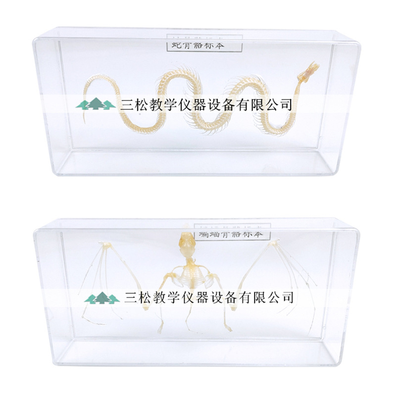 Snake skeleton specimen bat lizard Brazilian turtle rabbit crucian carp frog pigeon animal skeleton biological specimen