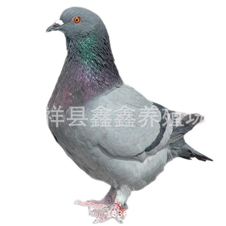 Farm Sells Live Gray King Pigeons, White Feather King Pigeons, Large-Sized Ingot Pigeons, Laying and Breeding Young Pigeons