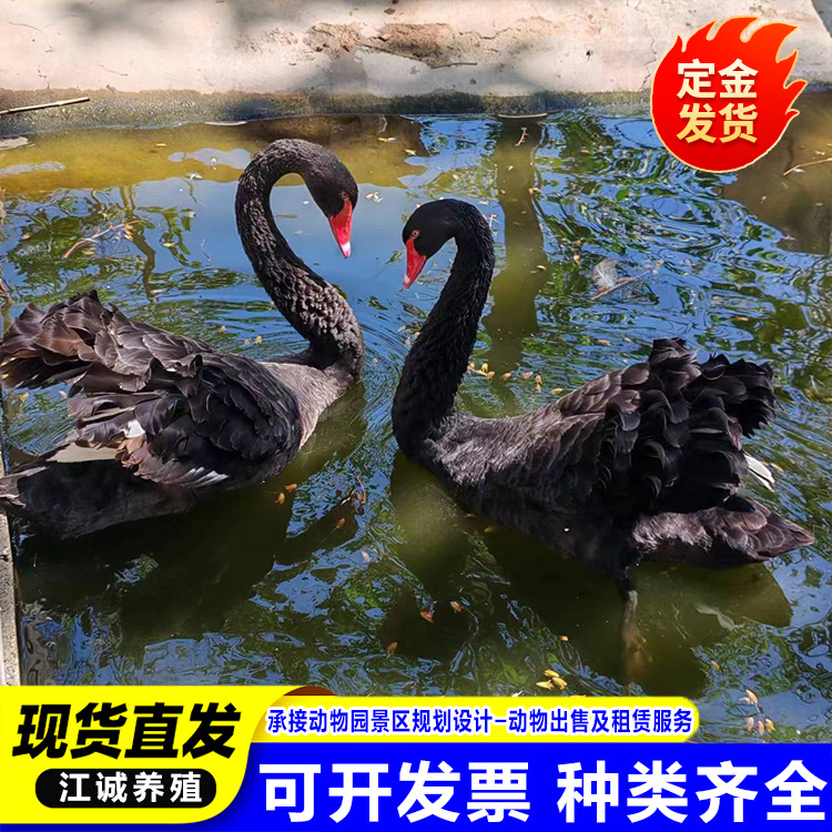 Artificially Bred Ornamental Black Swans, Poultry and Waterfowl Seedlings, Popular Cute Pets for Sale and Rental Swan Seedlings
