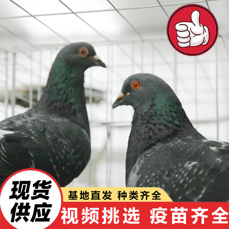 Разводящая база продает живых белохвостых королевских голубей, голубей на свободном выгуле, домашних декоративных голубей, голубей для разведения и сокровищных голубей