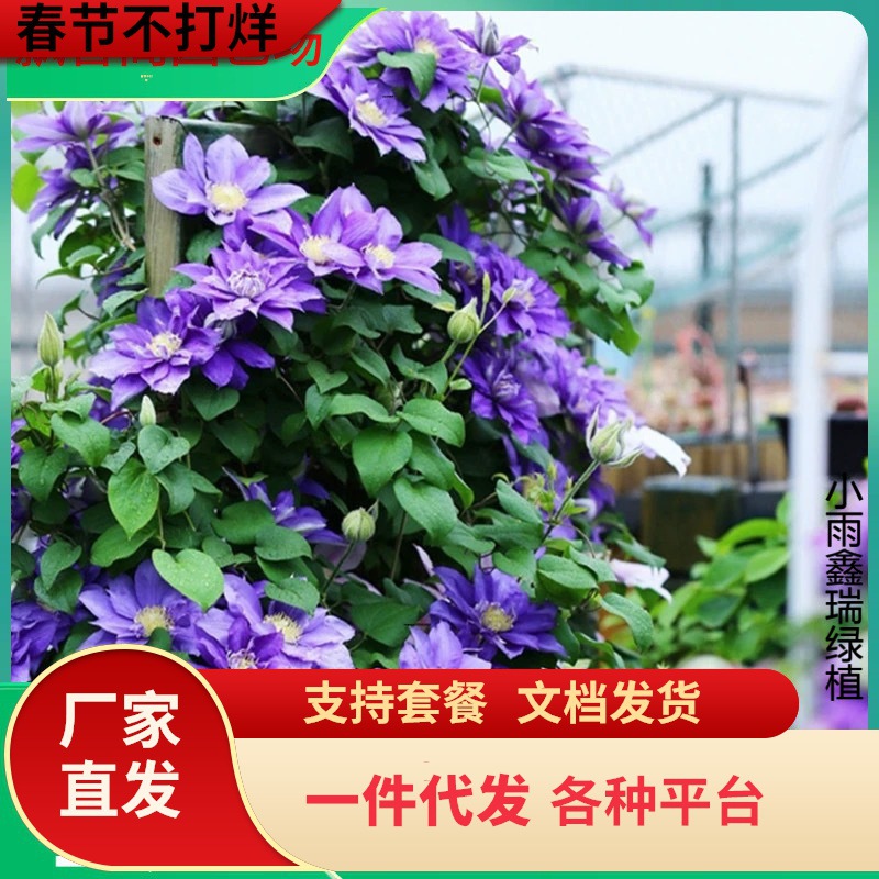 Красота клематиса Worcester, крупный саженец, цветущее вьющиеся растение для виллы, морозостойкое и цветущее круглый год