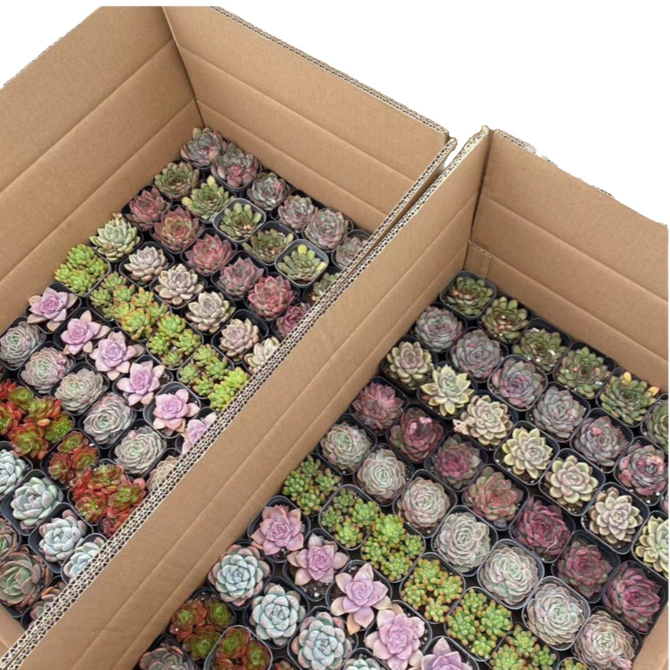 Succulent Lcl Stall Succulent with Potted Plants 70 Pots of Flower Potted Plants Wholesale Free Shipping Good Maintenance Gifts 6cm