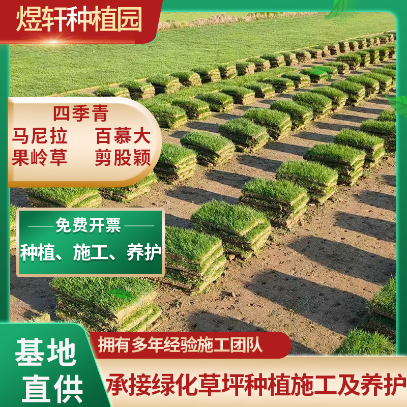 Трава для газона Suzhou, зеленое растение для благоустройства двора, вечнозеленый газон, зеленое растение