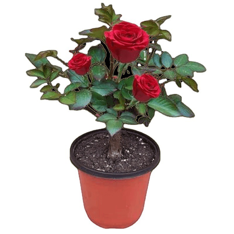 Wholesale Rose Saplings, Old Seedlings, Large Rose Seedlings, Old Stump Roses, Landscaping Rose Seedlings, Four-Season Rose Flower Seedlings