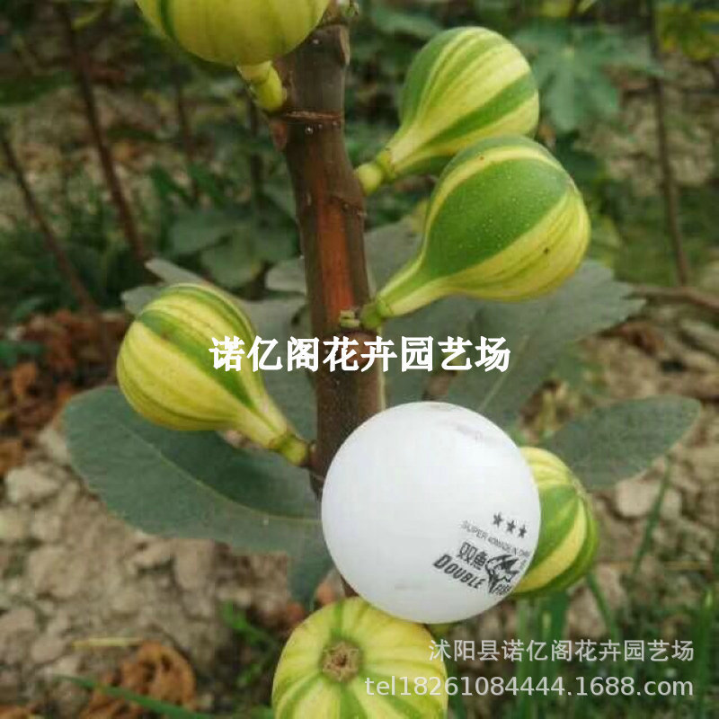 Brankrick Fig Saplings Extra Large Fruit Potted Ground Fig Saplings Saplings South and North Potted Plants