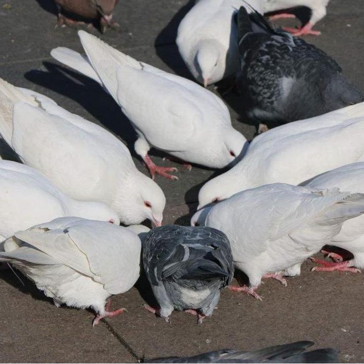 Young Breeding Pigeon Meat Pigeon Dove Pigeon Chicks Slate Gray Pigeon Small Pigeon Live Pair of Yuanbao Pigeons