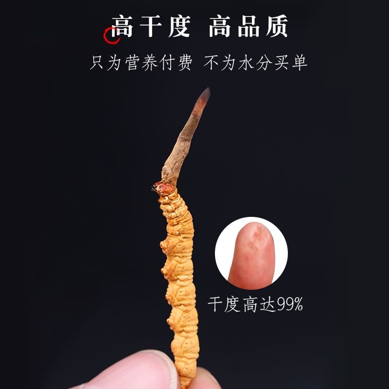 Large Quantity of Wholesale Freeze-Dried Grass, Authentic Wild High-Altitude Cordyceps, Non-Xizang Nagqu Cordyceps Sinensis, Qinghai Large-Breaking Grass