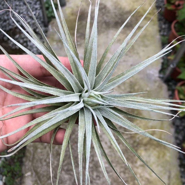 Factory Direct Air Tillandsia Soilless Plants Air Tillandsia Marshmallow Wholesale