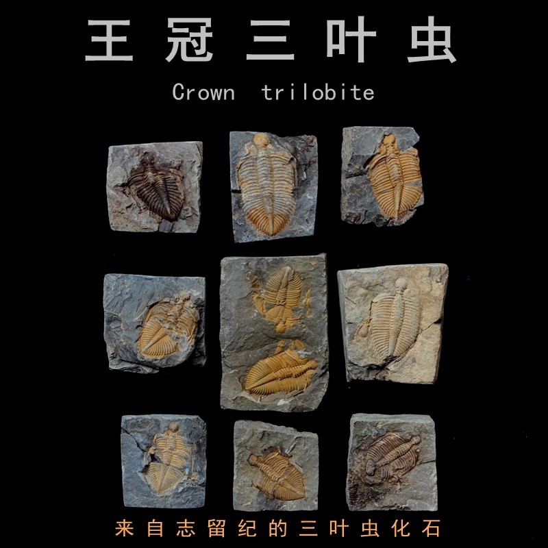 Hunan Xiangxi trilobite fossil original stone ancient marine life fossil crown worm teaching specimen collection Popular Science