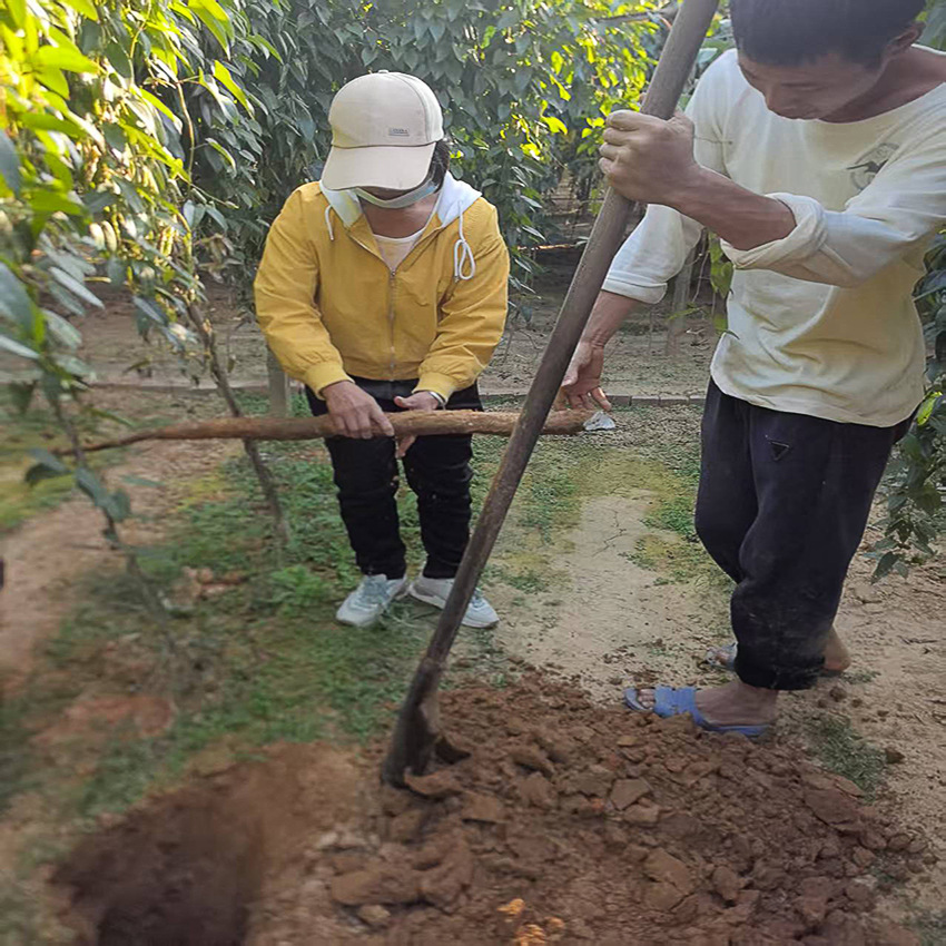 Origin and Supply of Powdered Yam Slices, Grain Raw Materials, Sugar-Controlled Staple Food Yam Slices, Free Sample Delivery