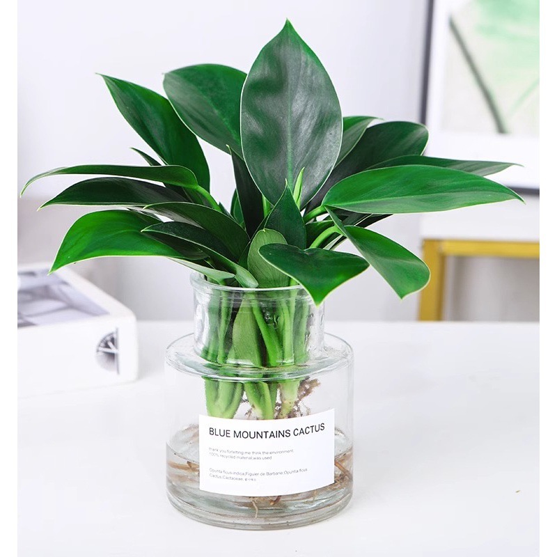 Гидропонное растение с большими листьями, золотой алмаз, зеленая принцесса, офисный стол, потос очищает воздух и поглощает формальдегид, водная культура