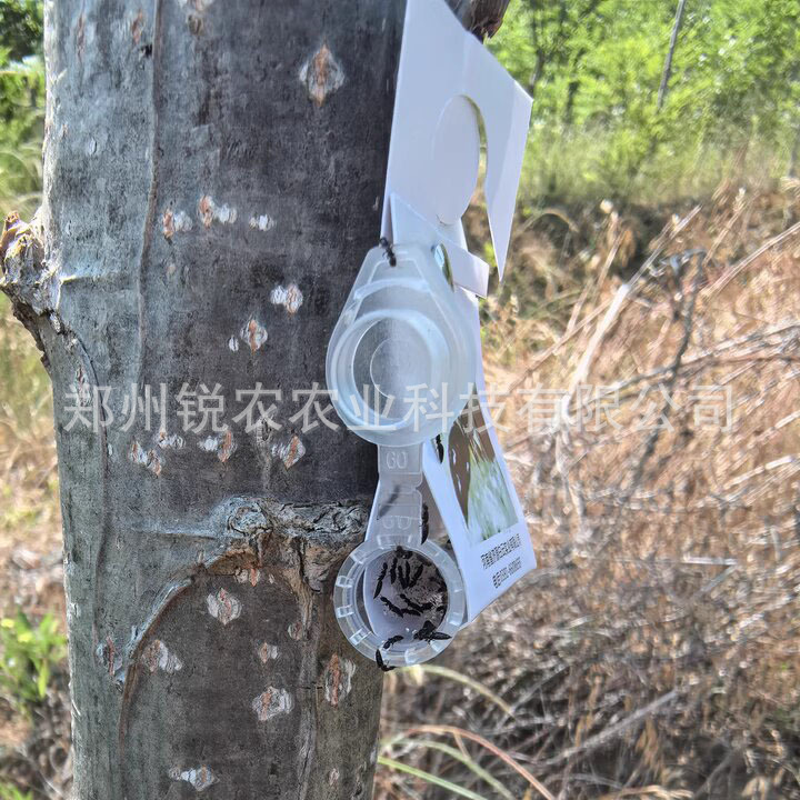 Sf Express Free Shipping Guan's Swollen Leg Bee Adult Live Insect Beetle Killer 100 Heads/Tube Ruinong Brand