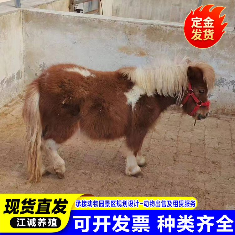 Farm for Sale Rental Adult Shetland Pony Scenic Garden Ornamental Riding Pony Mini Pony Price