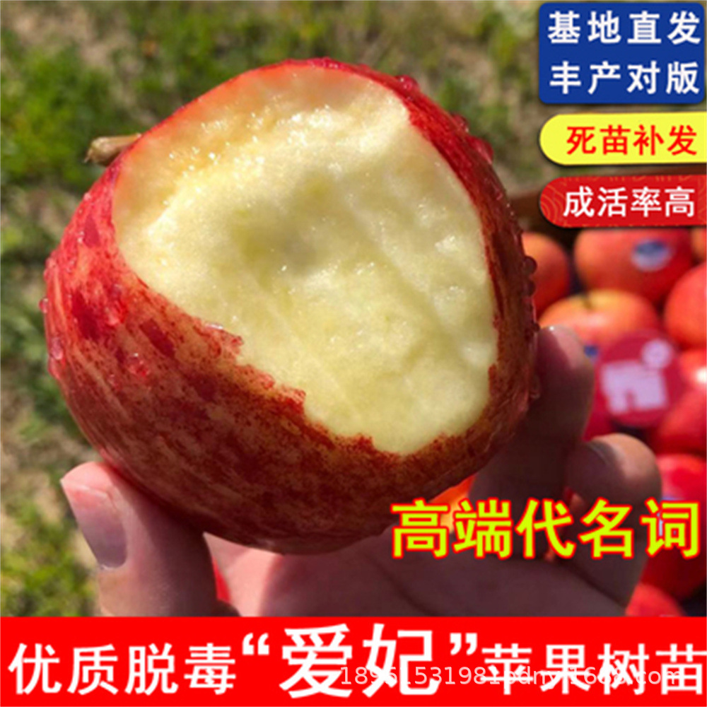 Саженцы яблок Новой Зеландии Айфэй, привитые карликовые яблоневые саженцы, позднеспелые, для посадки в горшках и в грунте, плодовые саженцы для севера и юга