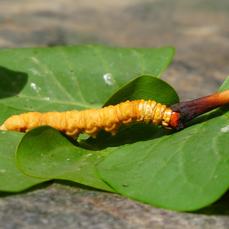 Fresh Cordyceps Sun-Dried Grass Xizang Nagqu High-Altitude Cordyceps Dry Brushed Fresh Cordyceps Wholesale Cordyceps