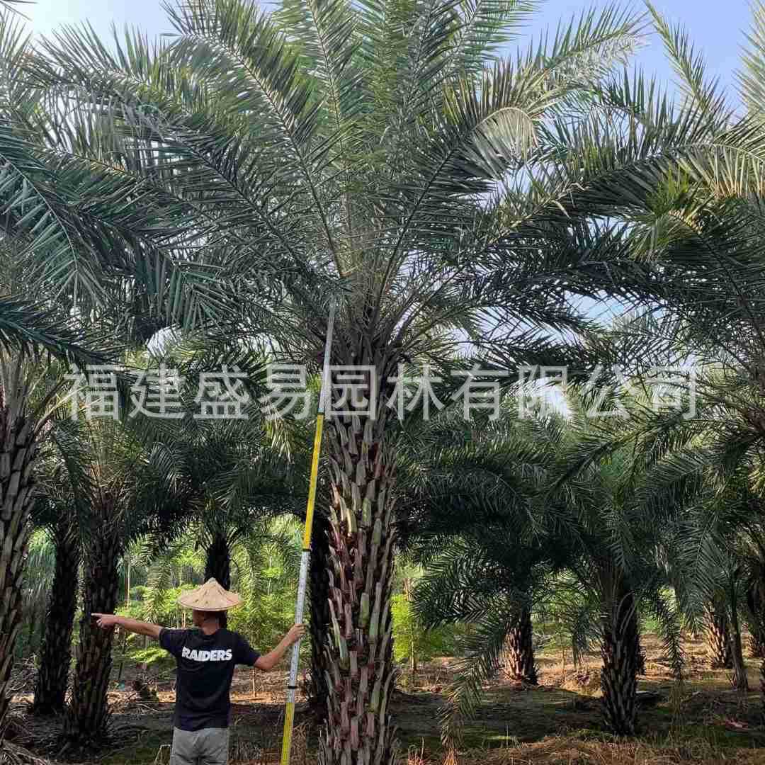 Jiangxi Yinhai Date Palm Prices Zhejiang Transplanted Middle Eastern Date Palms Hubei Middle Eastern Date Palm Trees Wholesale Garden Greening