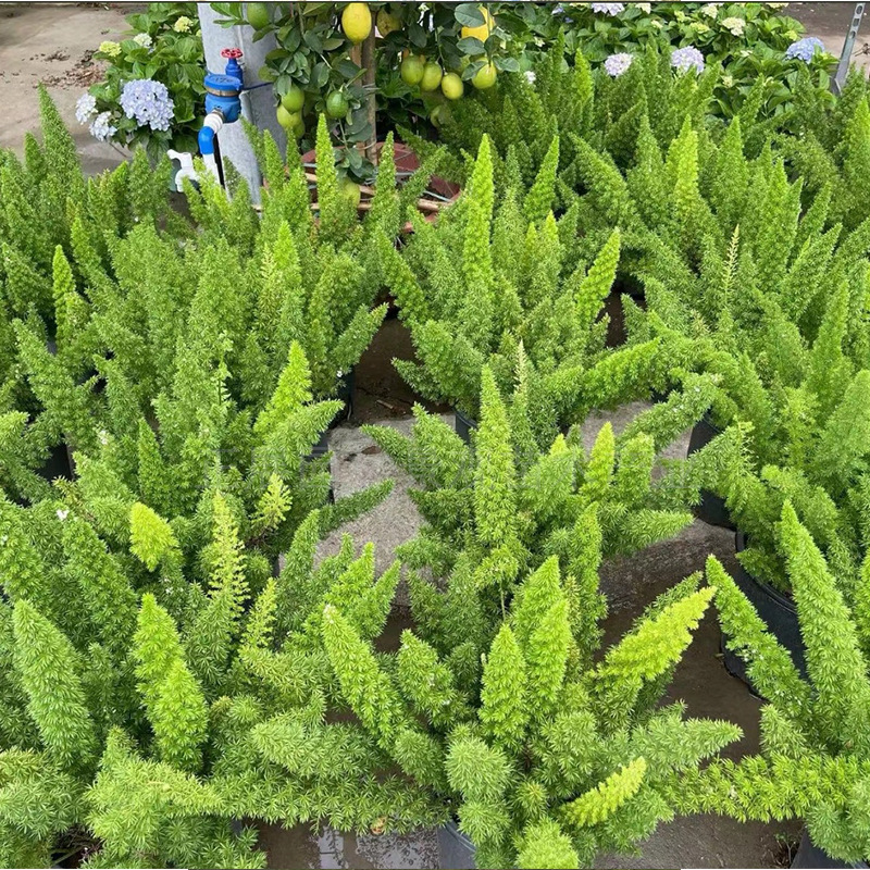 Wholesale Price of Fox Tail Asparagus, Loose and Breathable Soil, Drought-Resistant and Cold-Resistant, the First Choice for Landscaping, Large Quantity Discounts