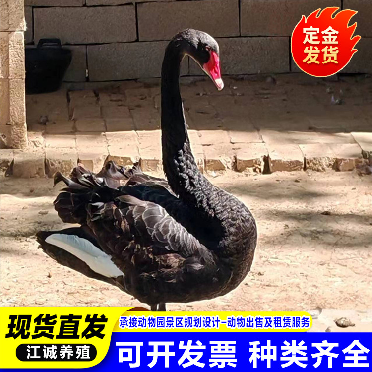 Artificially Bred Ornamental Black Swans, Poultry and Waterfowl Seedlings, Popular Cute Pets for Sale and Rental Swan Seedlings