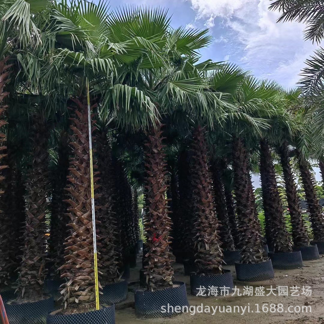 Fujian Elderly Palm Wholesale Jiangxi Shanghai Elderly Palm Quotes Zhejiang Palm Price Washington Palm Pictures