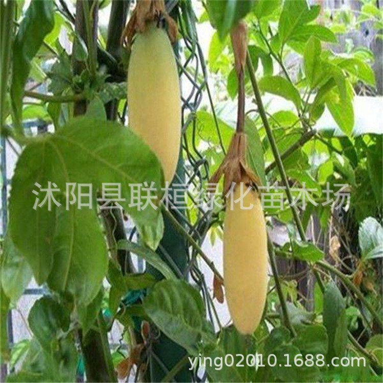 Banana Passionate Banana Passion Fruit Seed Banana Passion Fruit-Pink Flower Tropical Garden Passionate