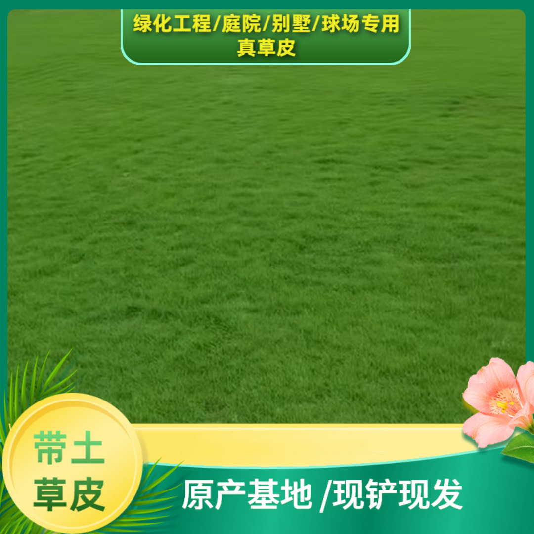 Shenzhen Taiwan Lawn Base Directly Supplies Turf Wholesale with Various Varieties, Cold-Resistant and Trampling-Resistant, Shipped with Soil