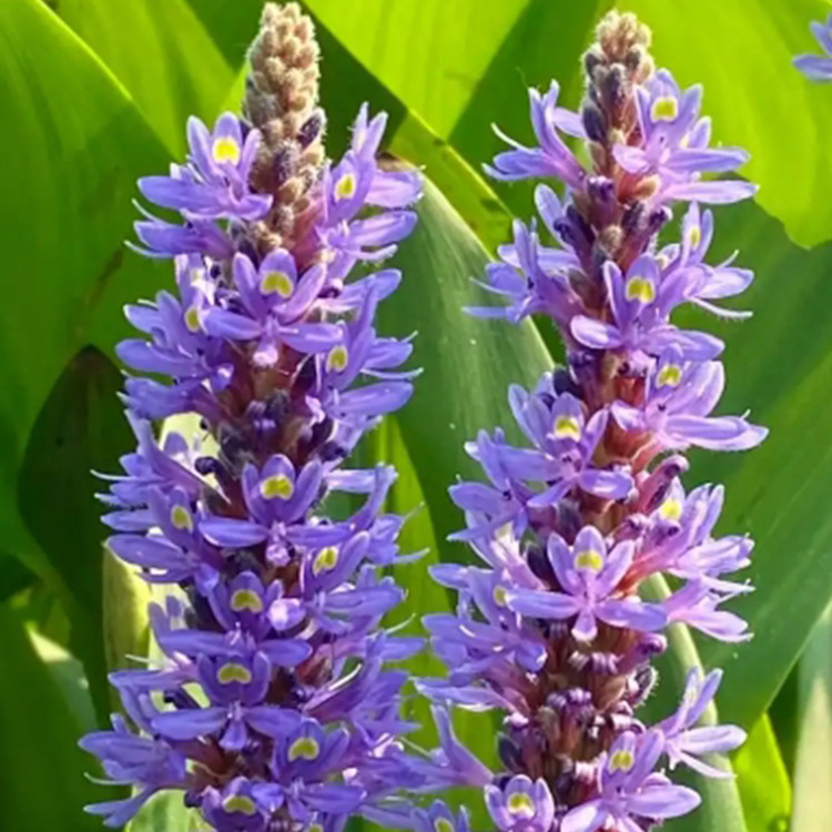 Base Aquatic Plants, Catfish Grass Foliage Plants, Aquatic Florals and Catfish Grass Are Available in Complete Varieties and Can Be Ordered for Engineering