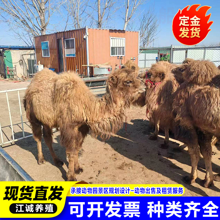 Cute Pet Camels for Sale, Ornamental Baby Camels, Adult Camels for Riding in Scenic Spots, Single and Double Humped Camels for Rent