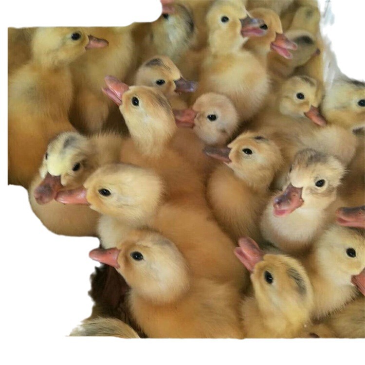 Wholesale Duck Seedlings Live Animals Jiangnan Egg Duck Male Seedlings Pet Ducklings Push Cheap Duck Seedlings Live Teal Out of the Shell