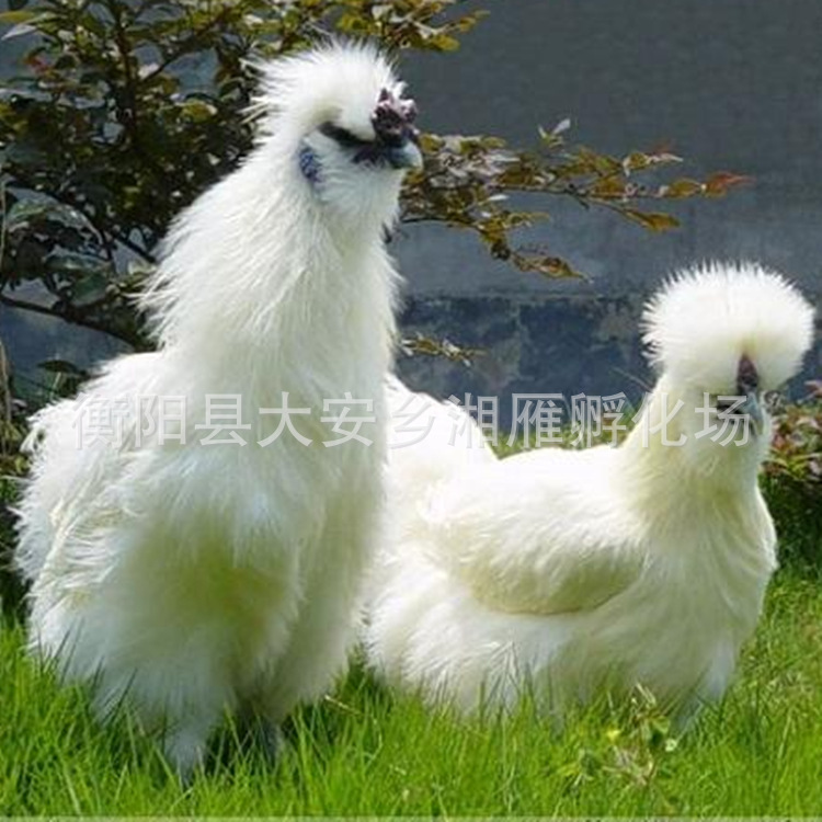 Wholesale One-Day-Old Taihe Black-Bone Chicken Seedlings Mixed Seedlings Mother Seedlings White Black-Bone Chicken Seedlings Silk Feathers Feather Bamboo Silk Black-Bone Chicken Seedlings