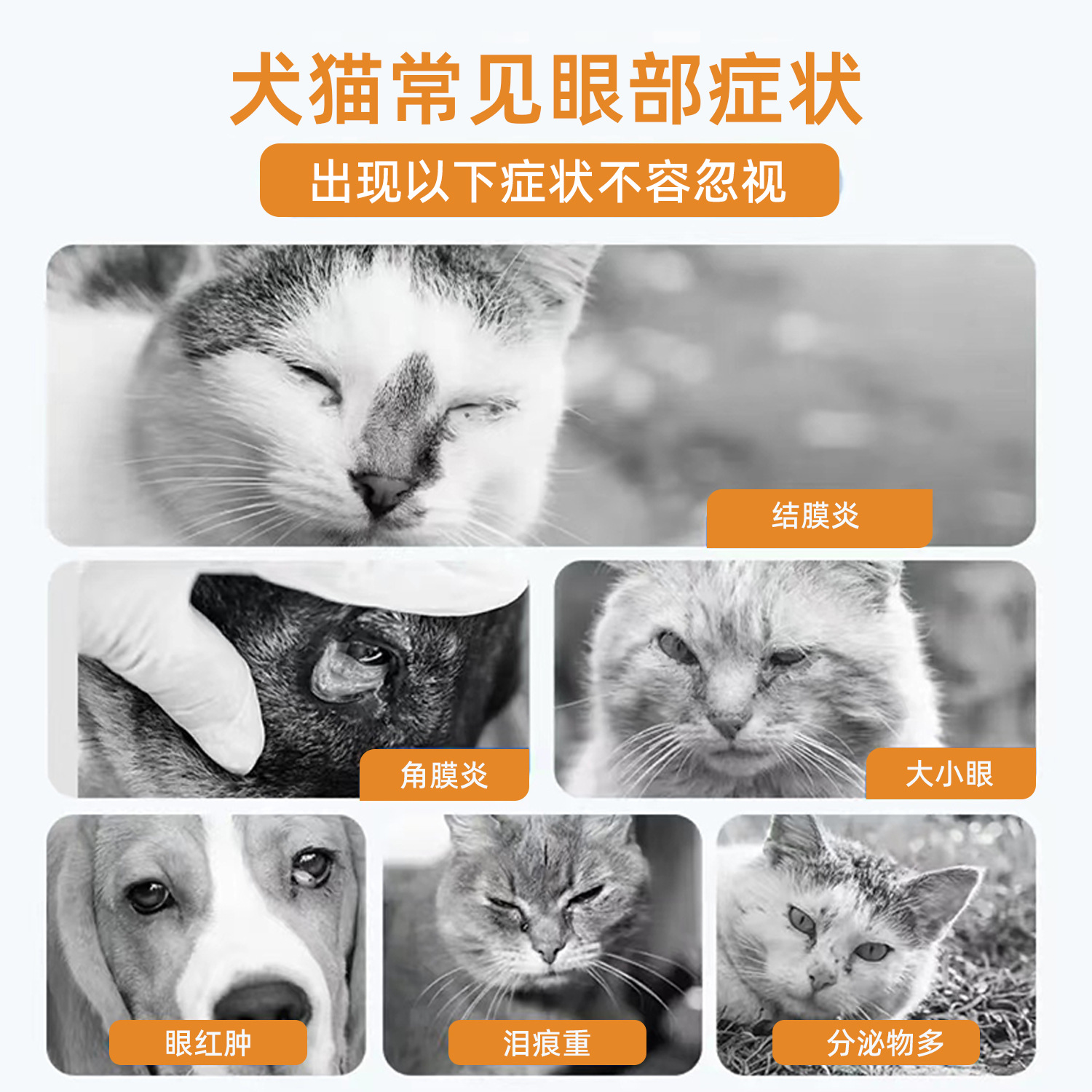 Neomycin Sulfate Eye Drops Cat Eye Drops Dog Eye Cleaning Eye Feces Pet Eye Inflammation Tears