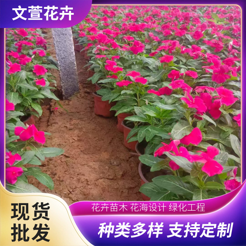 Flowers and Potted Plants Bloom Every Day, Small Seedlings for Flower Sea Greening Projects, Bloom in All Seasons, Various Flower Colors, Wholesale Base for Flowers That Bloom Every Day