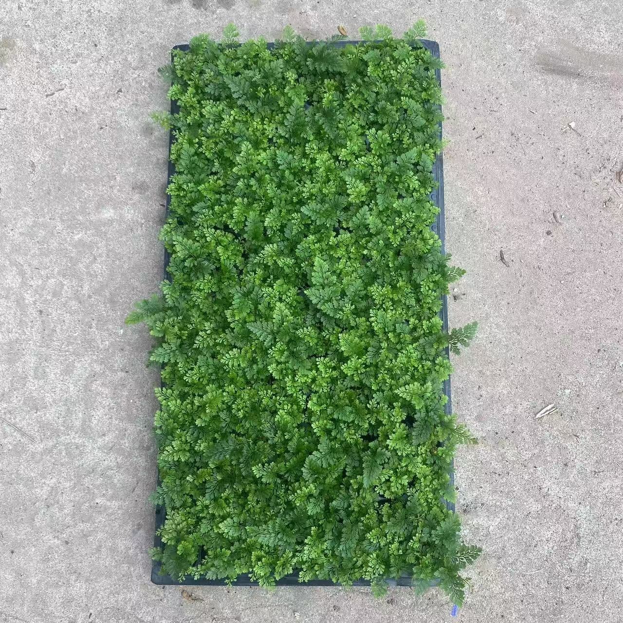 Micro-Landscape Wolf Tail Fern, Dense Leaf Hydroponic Fern, Shade-Tolerant Living Room, Indoor and Outdoor Hanging, Easy to Maintain, Evergreen All Year Round