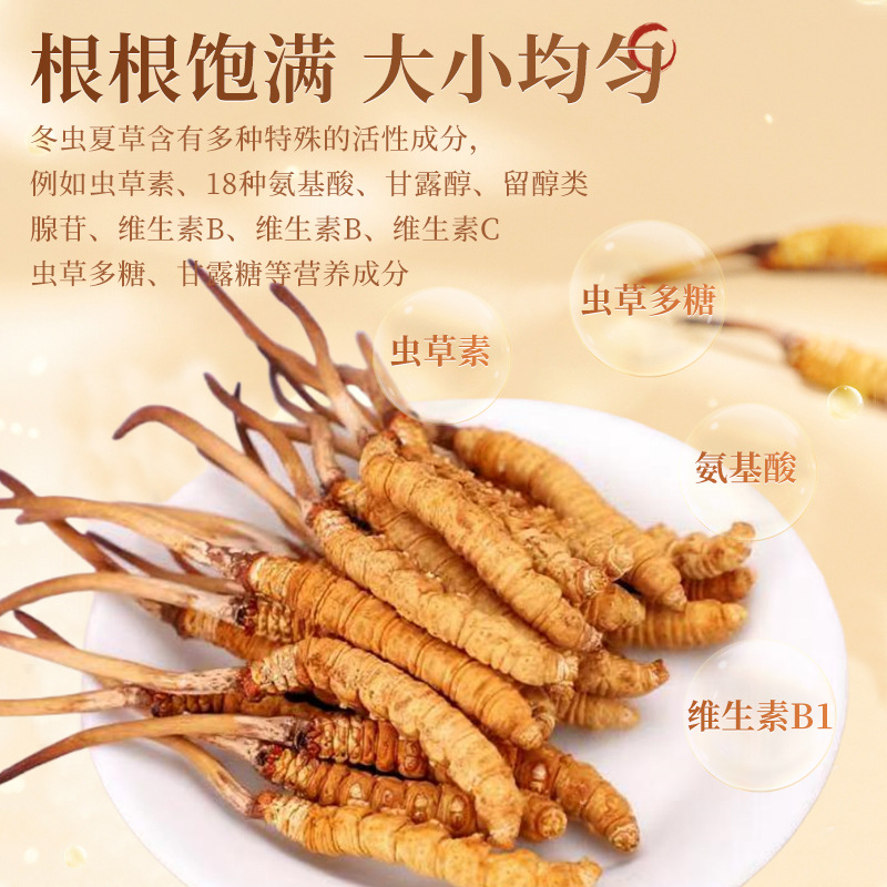 Selected Herbal Ecological Cultivation Freeze-Dried Cordyceps with Distinct Legs, Not from Xizang, Nagqu, Qinghai, Yushu, Cordyceps Sinensis
