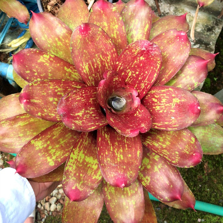 Water Pineapple, Ji Pineapple, Water and Land Tank, Rainforest Tank, Reptile Landscaping, Colorful Potted Plants, Ecological Landscape, Microscopic Plants