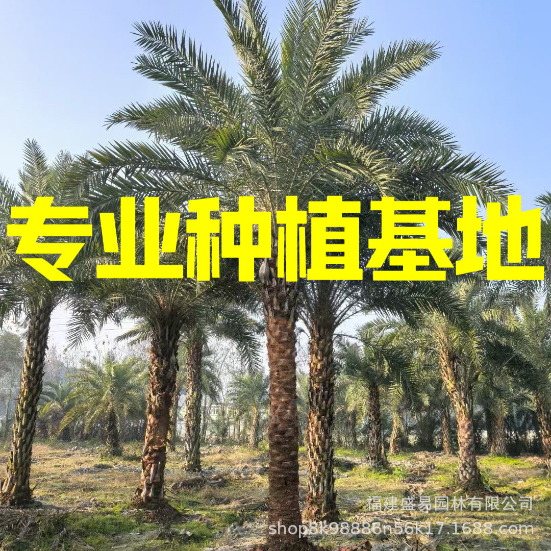 Цены на пальмы Йинхай в Цзянси, пересаженные ближневосточные пальмы, Хубэй, оптовая продажа, озеленение