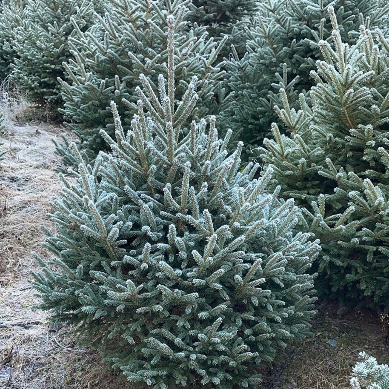Spruce Spruce Tree Spruce Green Cutting Spruce 1 to 10m Tall Spruce Saplings Evergreen Trees All Year Round