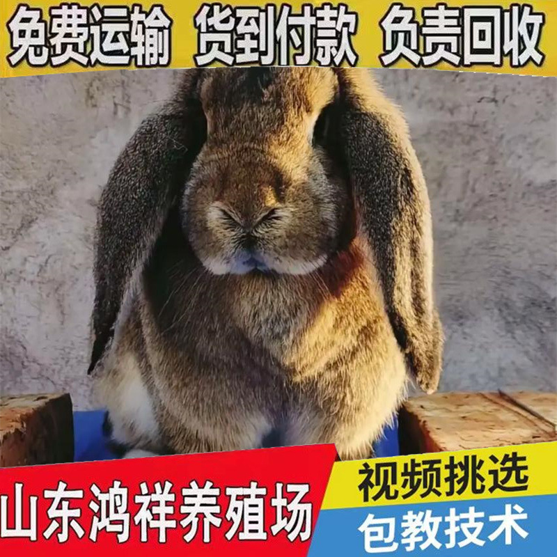 Hongxiang Supplies a Large Number of Live Rams and Rabbits at Preferential Prices. Large-Sized Lop-Eared Rams and Rabbits Are Wholesale for Ornamental Purposes
