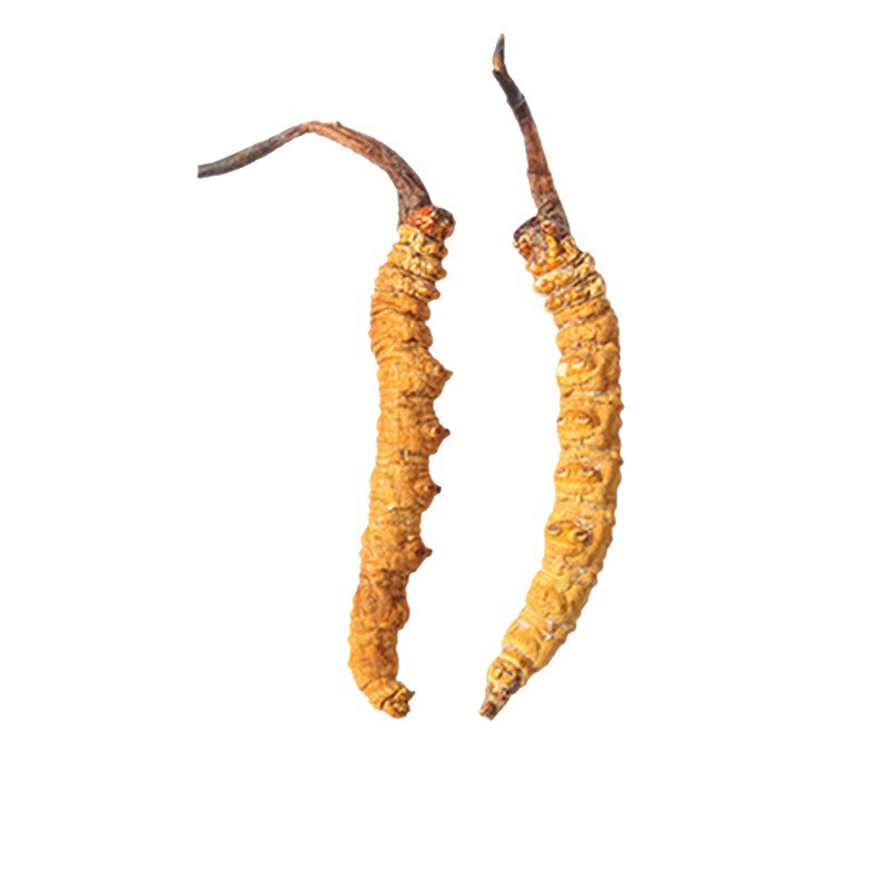 Cordyceps Sinensis Yunnan Guizhou Whole Cordyceps Complete Specifications for Personal Use and Gift Wholesale Traditional Tonic Products in Stock