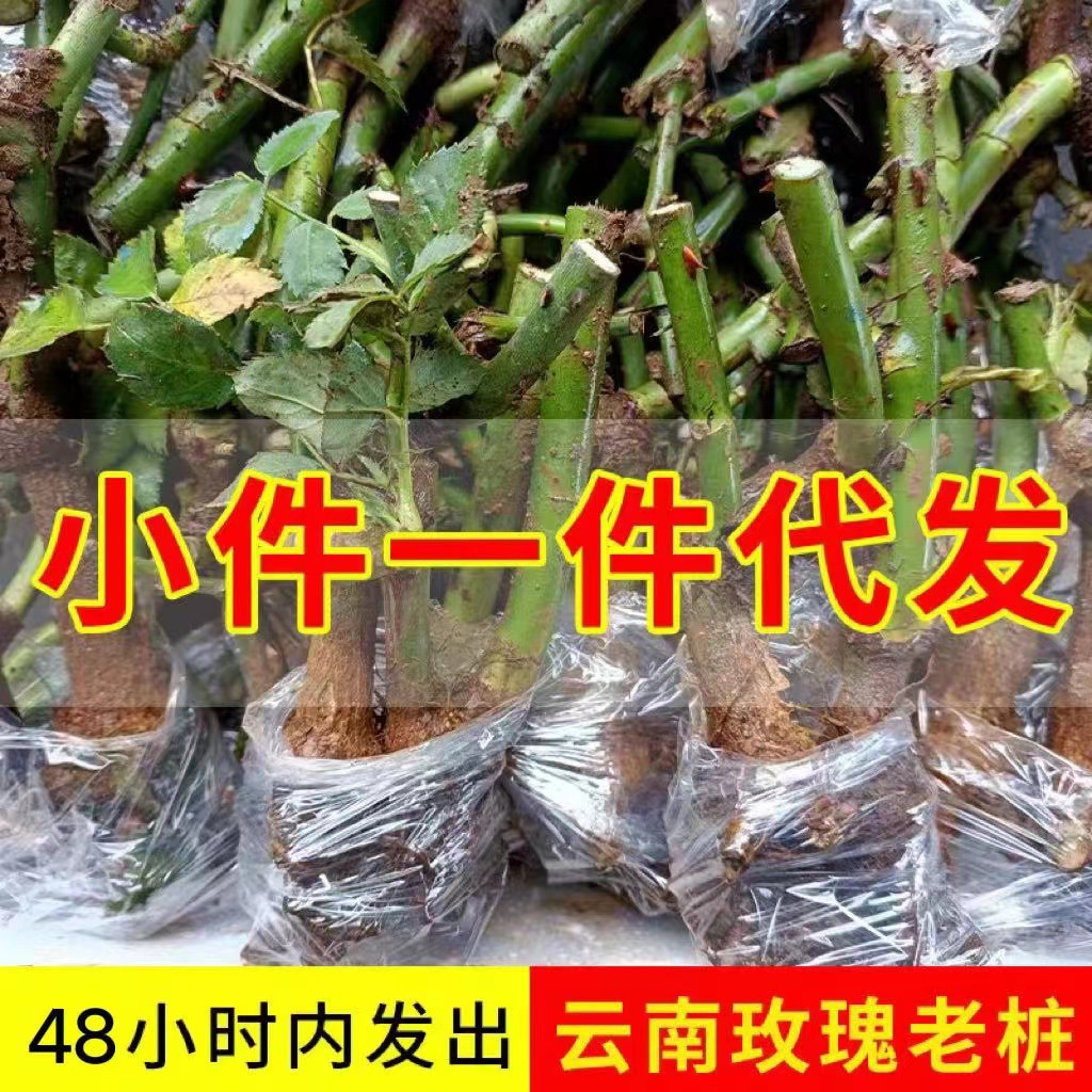 Rose Old Stump Flower Seedlings Indoor and Outdoor Potted Ground Planting Balcony Blooms All Seasons Easy to Grow and Maintain Rose Seedlings and Plants