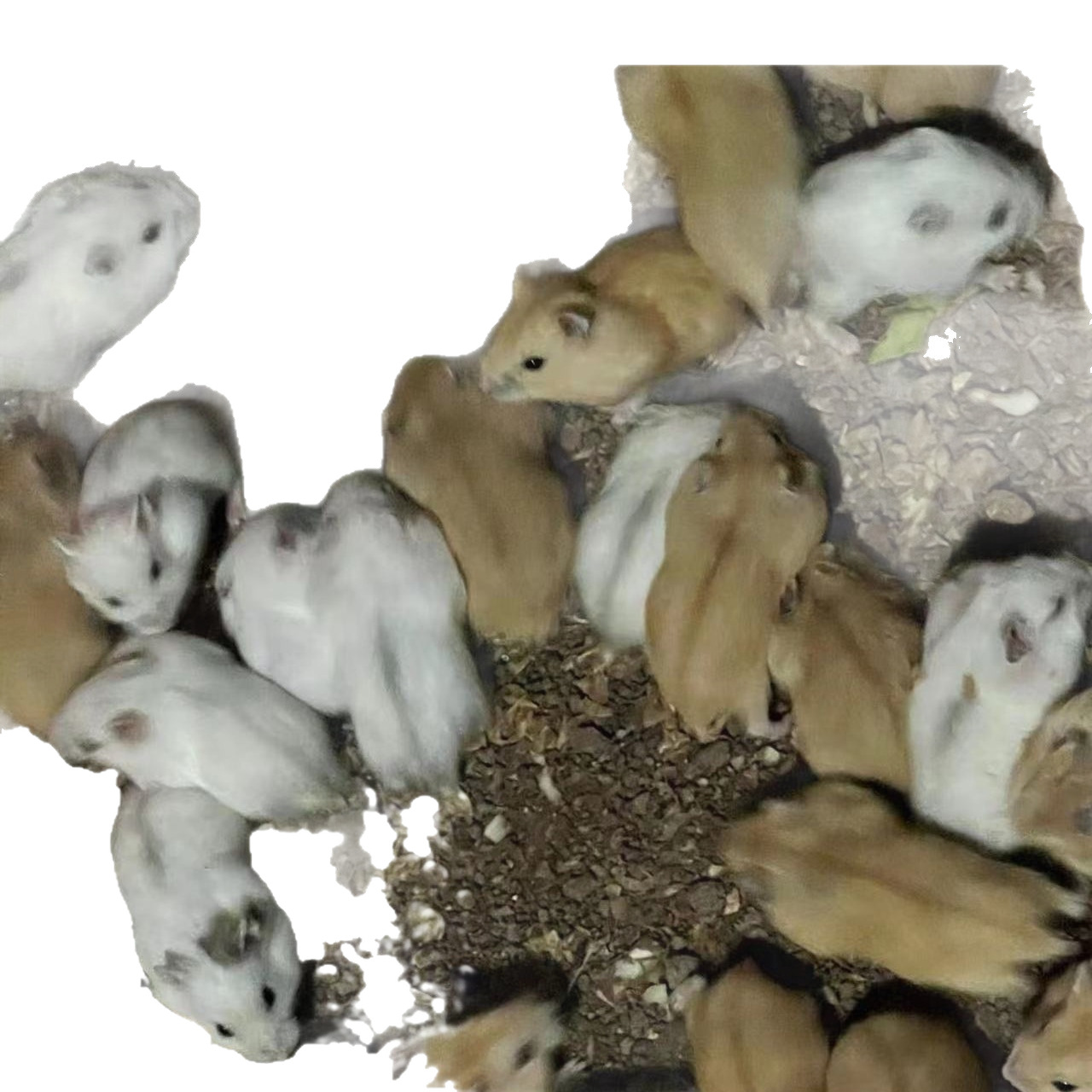 Hamster Wholesale Stall Set Ring Live Three-Line Purple Warehouse Pudding Silver Fox Parents-In-Law Milk Tea Small Hamster Wholesa