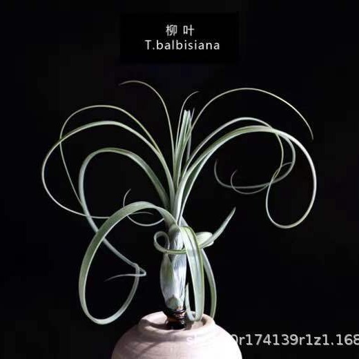 Base Direct Selling Air Tillandsia Soilless Plants Willow Leaves Tillandsia.Balbisiana Wholesale