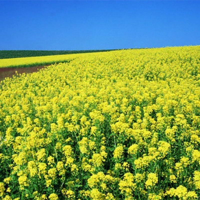Rapeseed Rapeseed