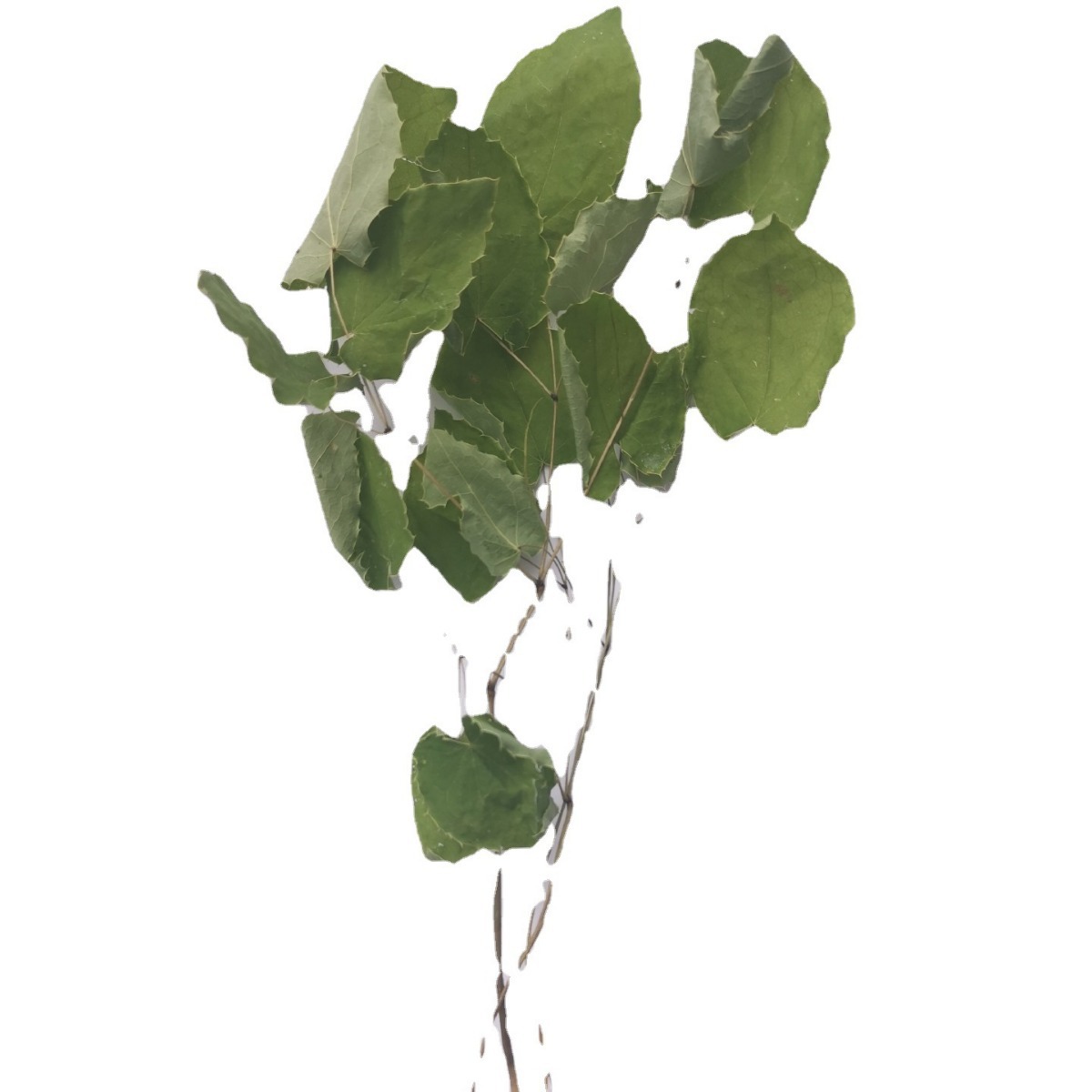 Epimedium Gansu Longnan Wild Small Round Leaf Epimedium Supplement High Content Kidney Three Branches Nine Leaf Grass Strengthening Immortal Spirit Spleen Yang