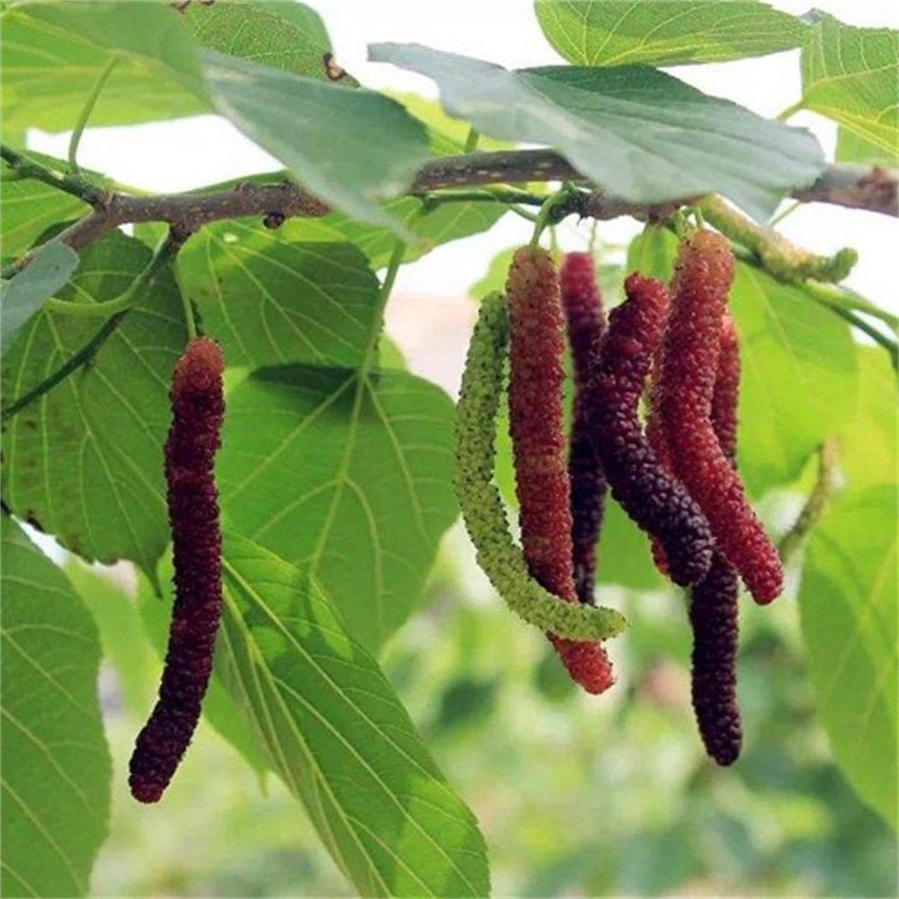 Mulberry Saplings, Mulberry Saplings, Fruit-Bearing Mulberry Potted Plants, Ground Planting in the North and South, Chinese Black Mulberry Seedlings That Bear Fruit in the Same Year