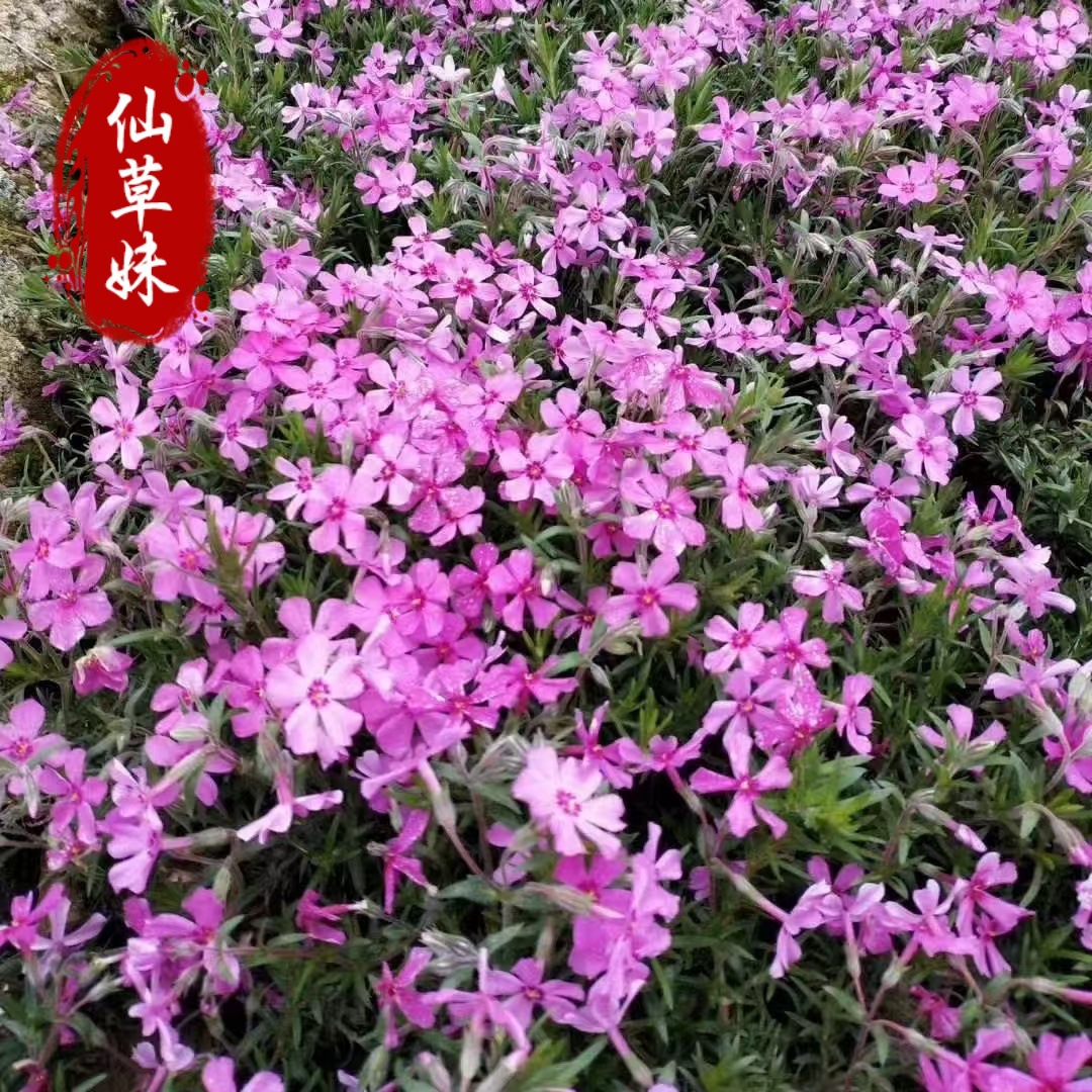 Саженцы базового флокс Зи Сакура в горшке, смешанные цветные кустики, оптовая продажа цветочных саженцев