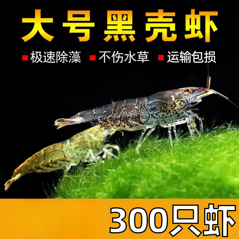 Black Shell Shrimp, Fresh Ornamental Shrimp, Algae Removal Fish Tank, Small Shrimp, Freshwater Resistant Cold Water, Clean Fire Cherry Blossom Shrimp