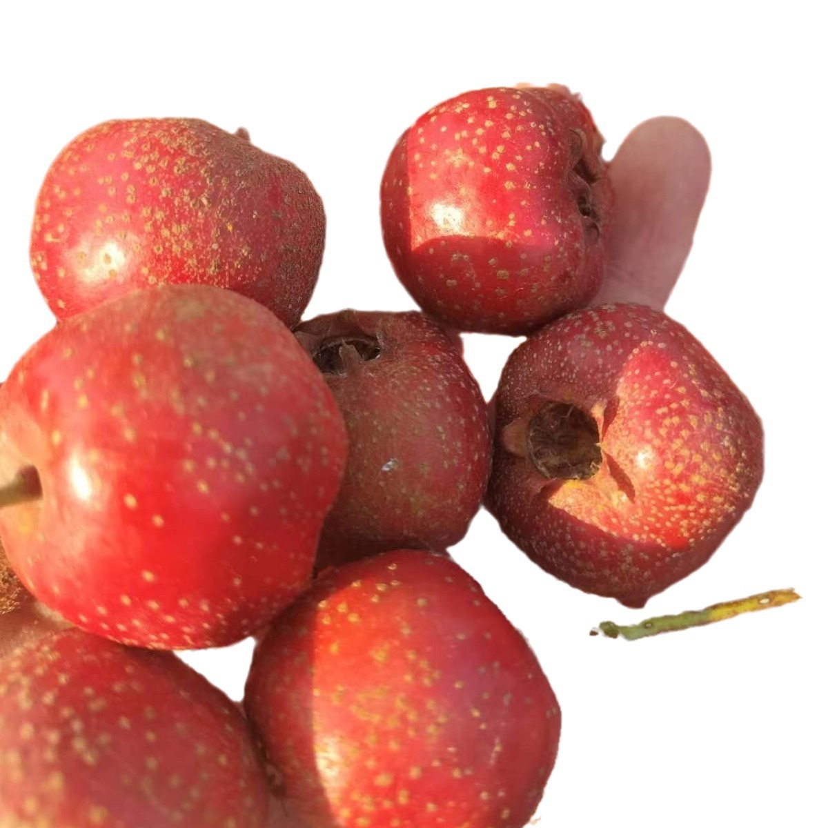 Big Five-Edge Hawthorn, Straight Hair from the Middle Fruit Origin, 35 to 45 Pieces Per Pound, Straight Hair from the Origin, Large Quantity Discount