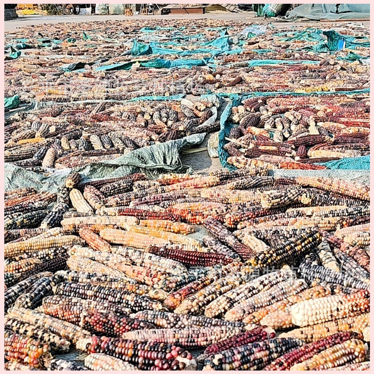 25 Years Mini Small Corn Hamster Molar Corn Golden Bear Rabbit Totoro Flower Branch Mouse Molar Snack Totoro